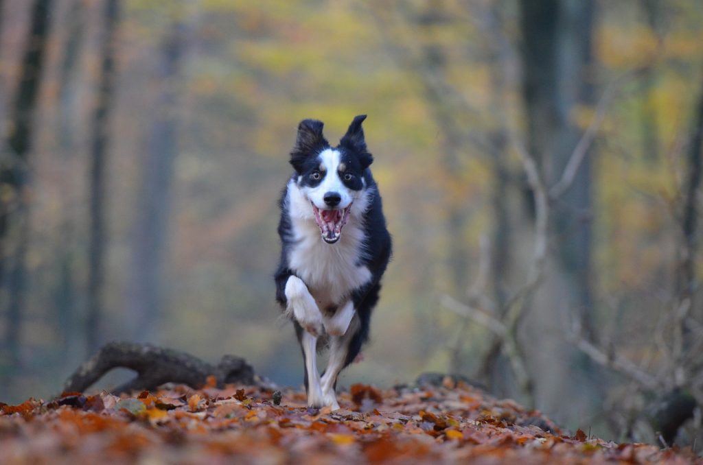 dog running recall game dog training dog treat