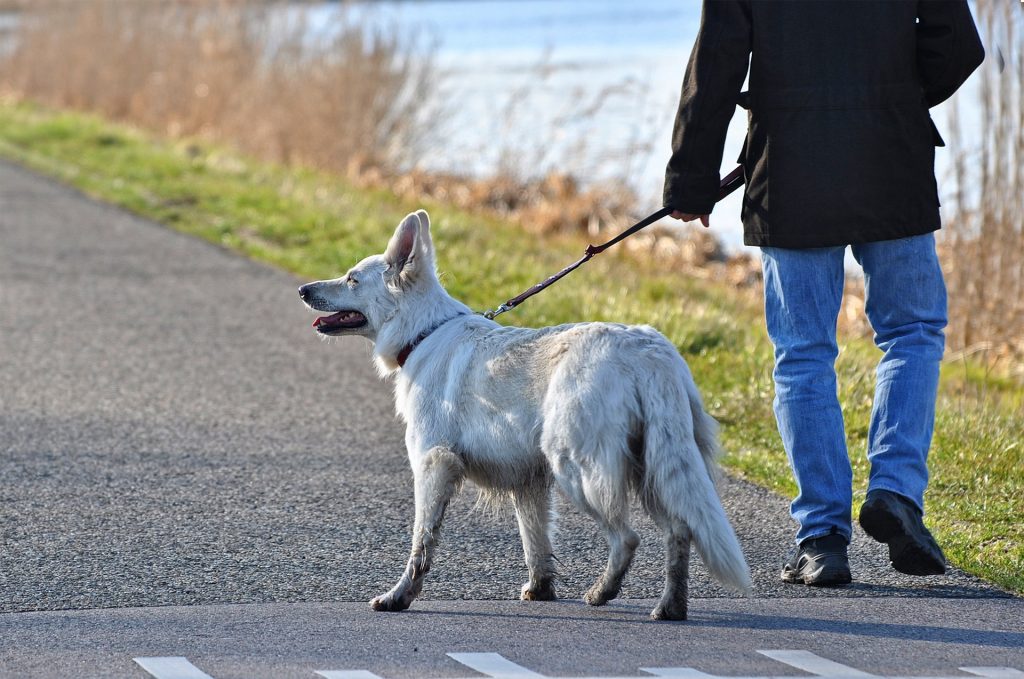 dog walking exercise training nyc