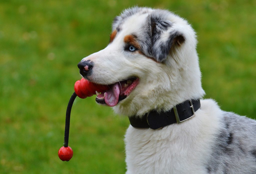 dog training chew toy 