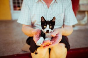 cat-training-nyc