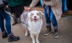 dog-walking-nyc